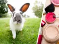 Kosmetik mit Tierversuche: Die versteckten Risiken und Alternativen