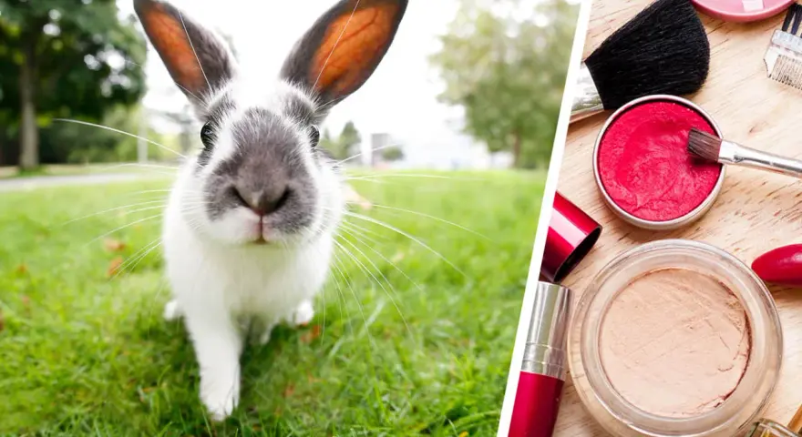 Kosmetik mit Tierversuche: Die versteckten Risiken und Alternativen